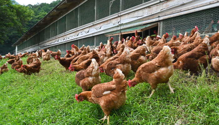 鶏が心地よく過ごせるように常に飼育環境改善に取り組んでいます