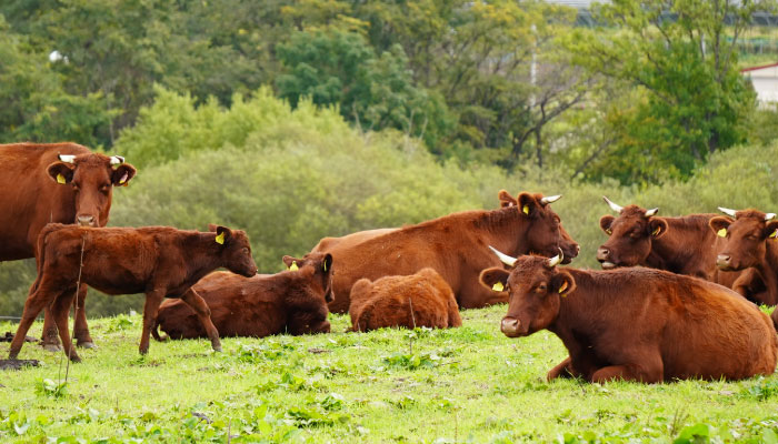 放牧地で自由に草をはみ、のびのびと育つ短角牛