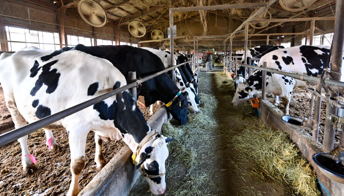 牛舎の中でのんびりと餌を喰むホルスタインの母牛。フリーストールで飼育しているので牛たちは好きな時に餌を喰み、好きな時に移動して寝て過ごします。