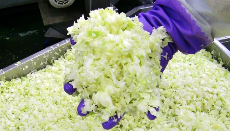 7月から10月にかけては、出荷量日本一を誇る嬬恋産キャベツ。