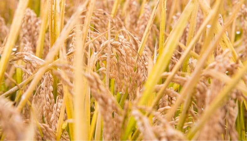 伊藤さんの田んぼがある玉山地区で80軒の生産者が飼料用米を栽培しています