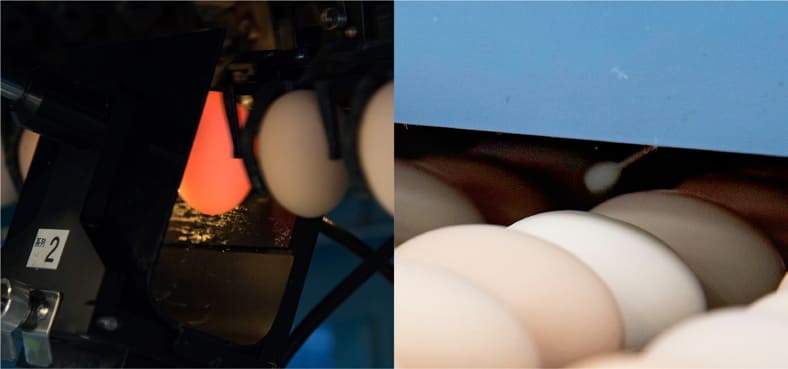 左）ライトを当て、血卵のチェック・右）たまごの殻を叩いた時の音の違いで、ひび割れをチェック