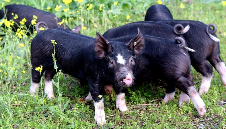 「かごしま黒豚さつま」というバークシャー種の豚