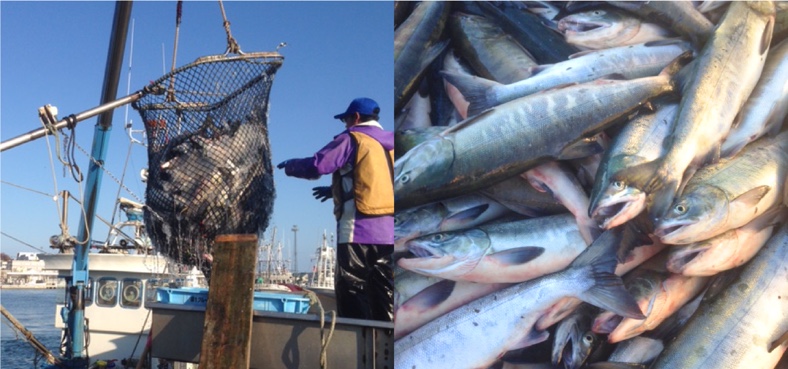 すべてオホーツク海で8月下旬から9月下旬にかけて水揚げされた秋鮭です