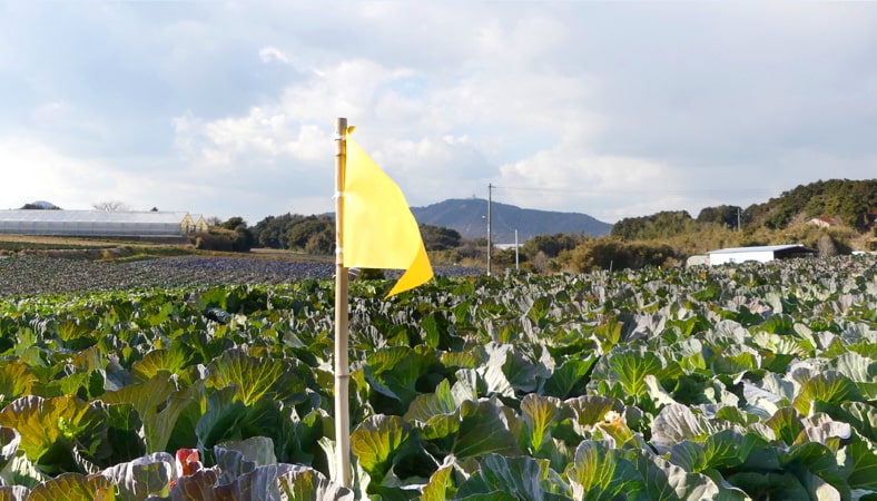 収穫2週間前になった畑に黄色い旗を立て、周囲からの農薬飛散を防ぎます