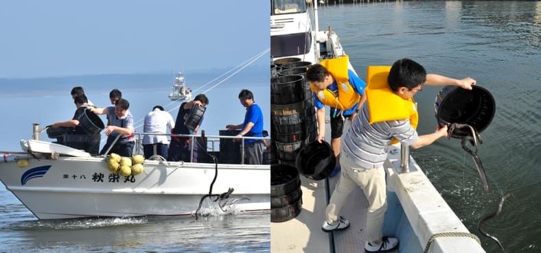 汽水養殖場で、約2年をかけて育てた成体の親うなぎなどを河口付近の海に放流しました