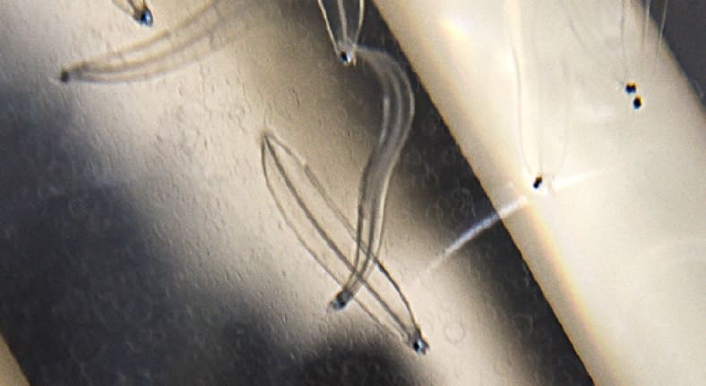 日本沿岸ではまず目にすることができない体長1〜6センチのレプトセファルス(仔魚)