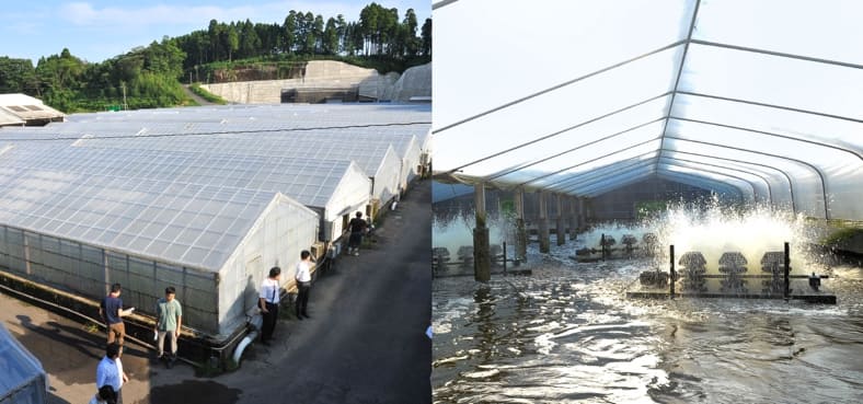 左)台風が多い地域ですが風の影響を受けにくい山間に養殖池の温室ハウスが並びます、右)池の水温は30℃に保たれ、酸素を入れるために水車が回っています