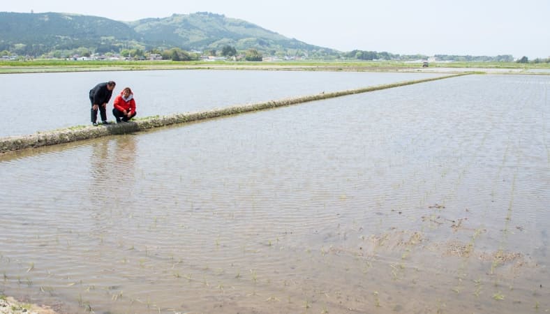 宮城県遠田郡涌谷町にある黒澤農場。現在12品種のお米を栽培しています