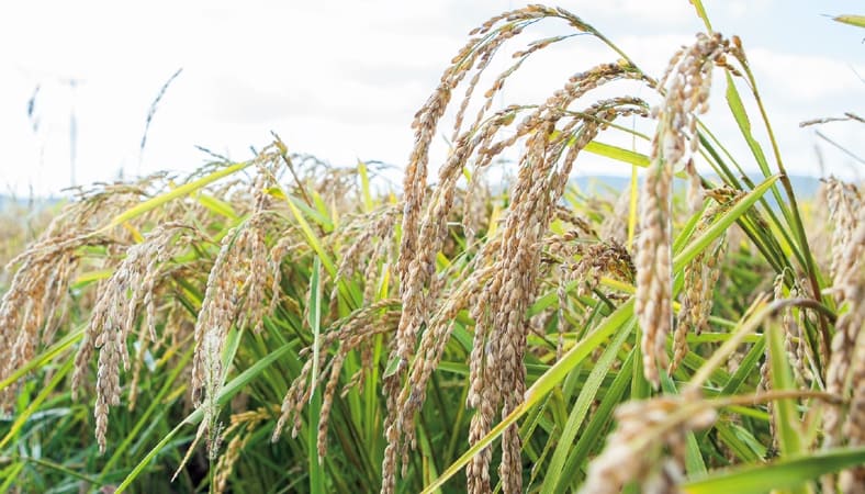 堆肥は自家製のものしか使わず、有機栽培で育てた稲は、生命力にあふれています