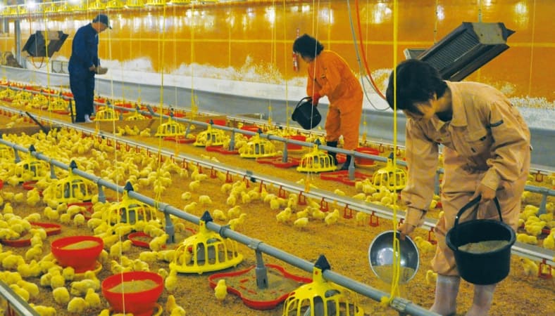 エサはマルイ農協グループのマルイ飼料（株）で自社生産された飼料を与えており、鶏は食事から健康を管理されています。