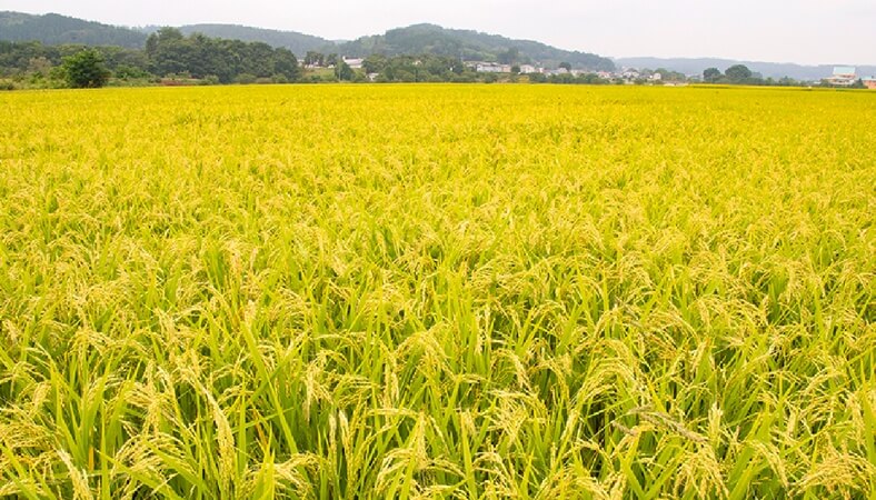 岩手県 軽米町にある飼料用米専用の田んぼ