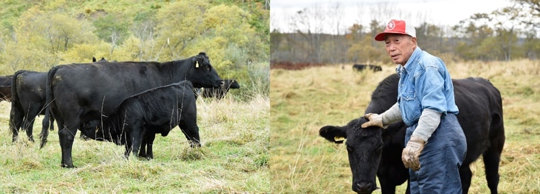 左）放牧地で母牛のお乳を飲む子牛。、右）気性の荒いアンガス牛ですが、生まれた時から保彦さんに撫でて育てられた榛澤牧場のアンガス牛は、人懐っこい性格をしています。